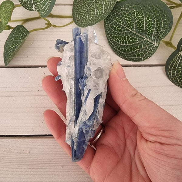 Blue Kyanite in Quartz - Small